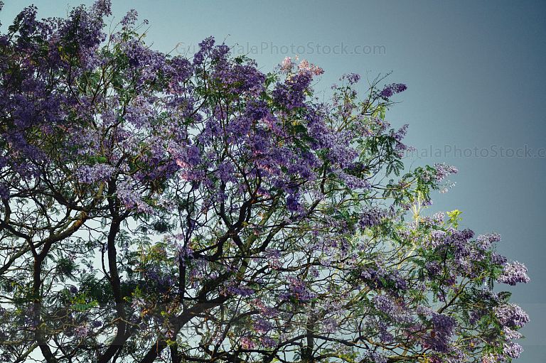 Árbol de Jacaranda