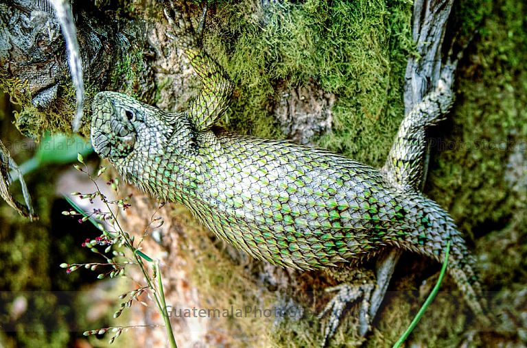 Reptil