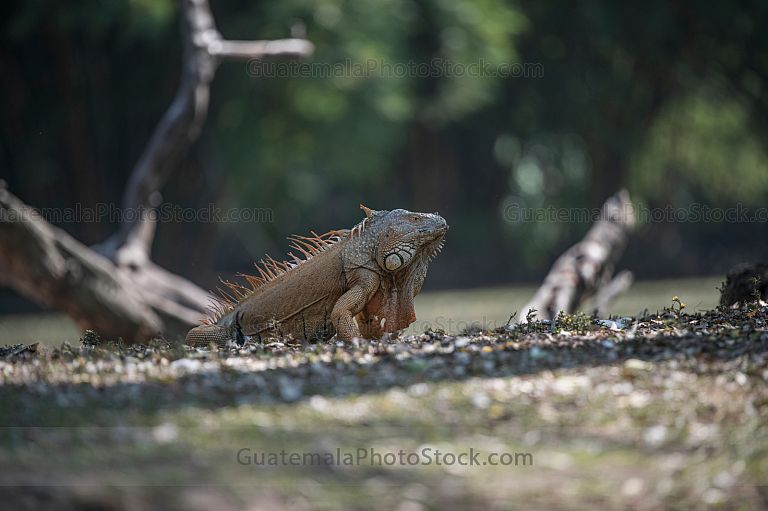 Iguanas