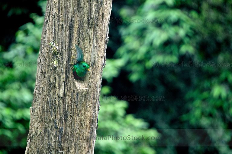 Quetzal en el Mirador Rey Tepepul