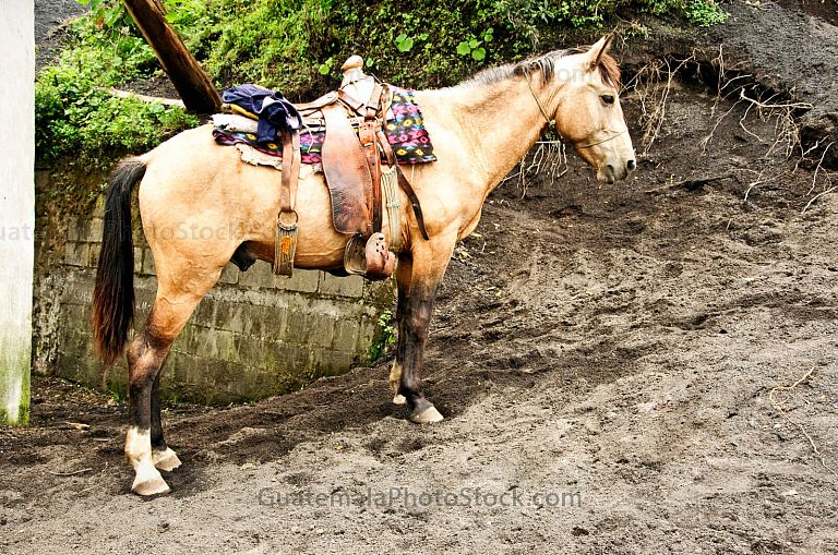 Caballo para escalar el Volcán de Pacaya