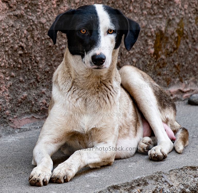 Perro callejero