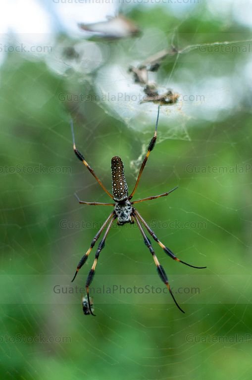 Araña de seda dorada