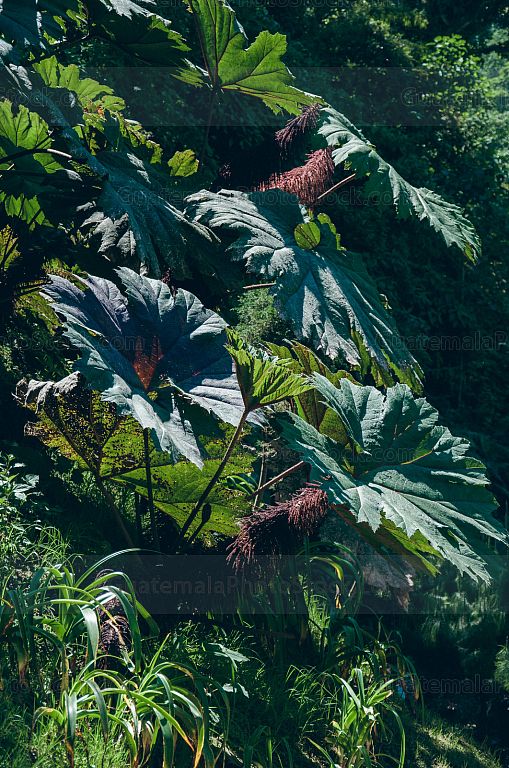 Plantas en Fuentes Georginas