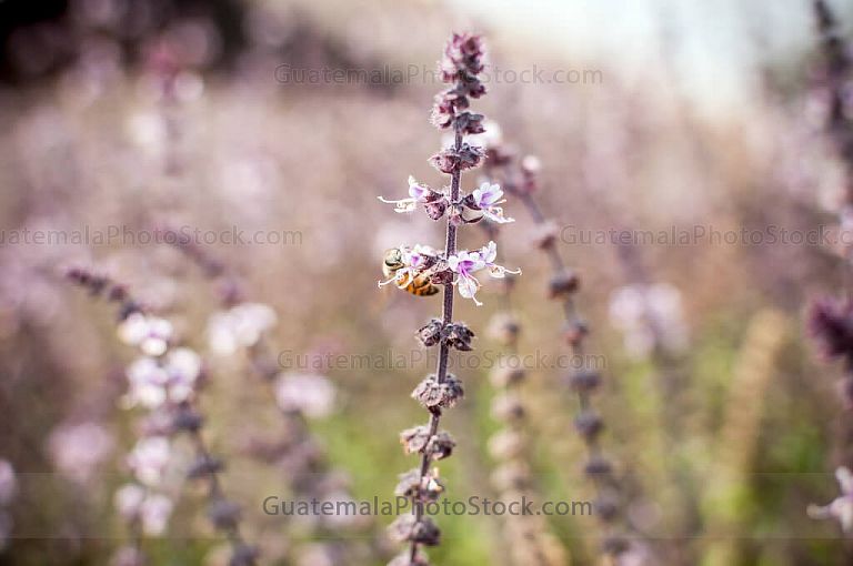 Alhabaca y abeja