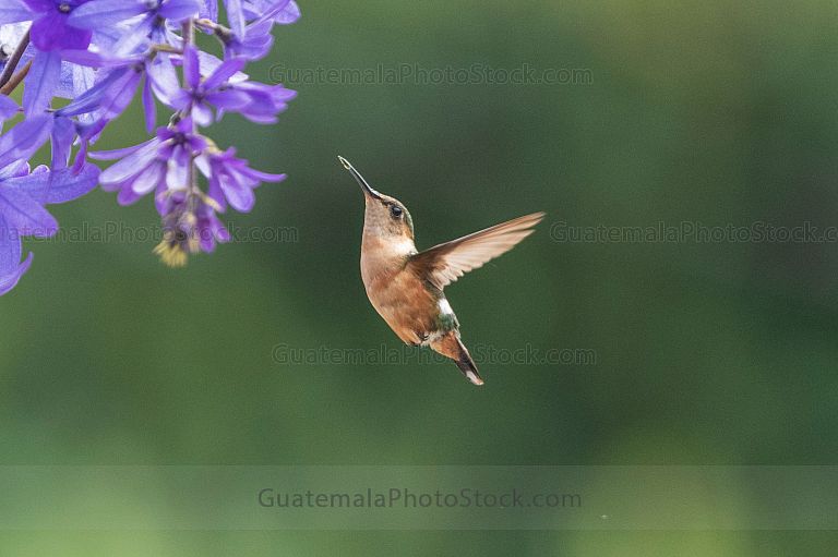 Colibri frente a planta de nazareno