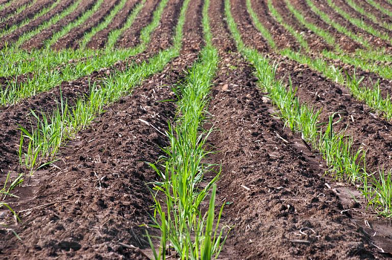 Campos de cultivo de caña de azucar