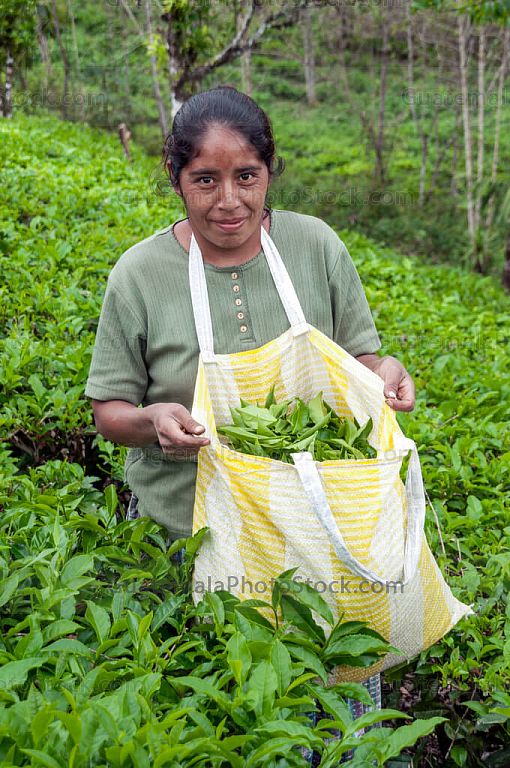 Corte de hoja de te