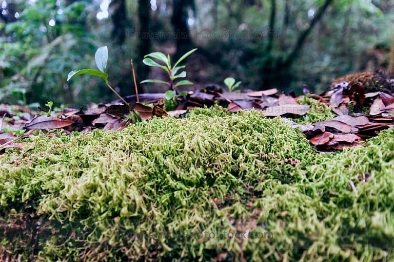Sierra de Yalijux