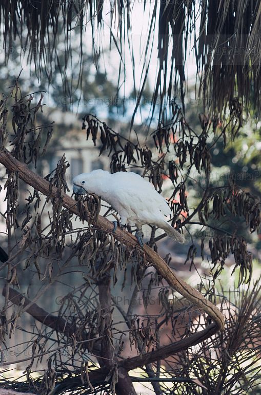 Cacatua Blanca