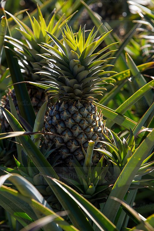 Cultivo de piña
