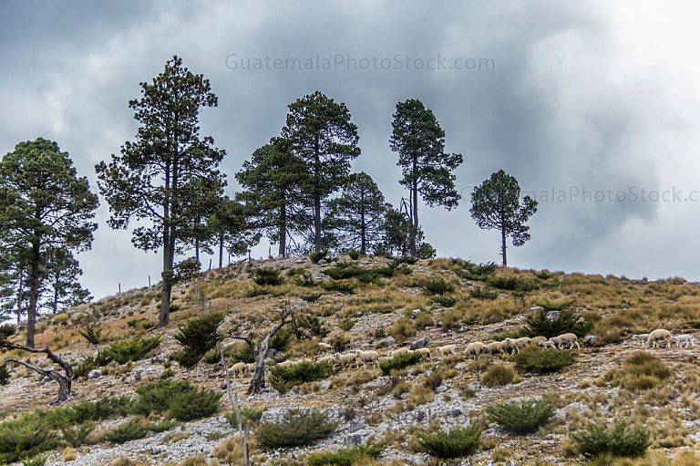 Ovejas en los paisajes rocosos de los Cuchumatanes