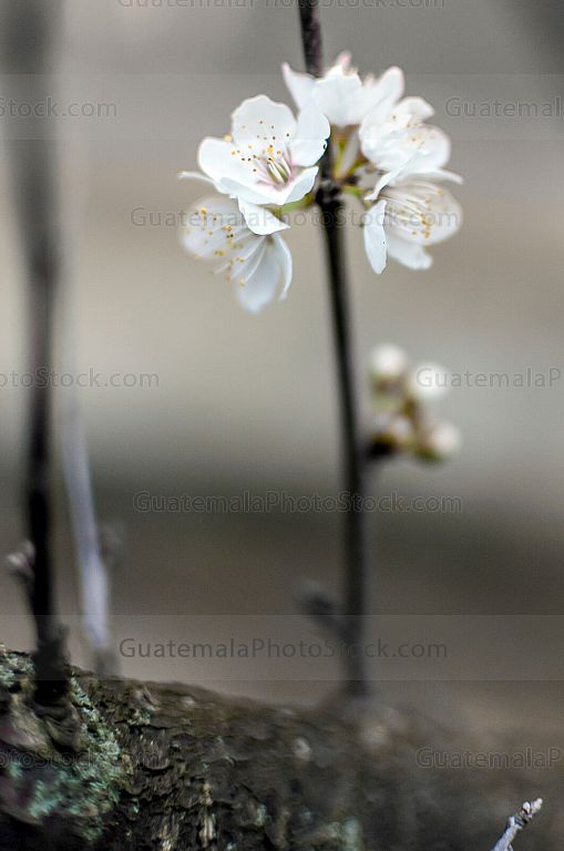 Flor de durazno