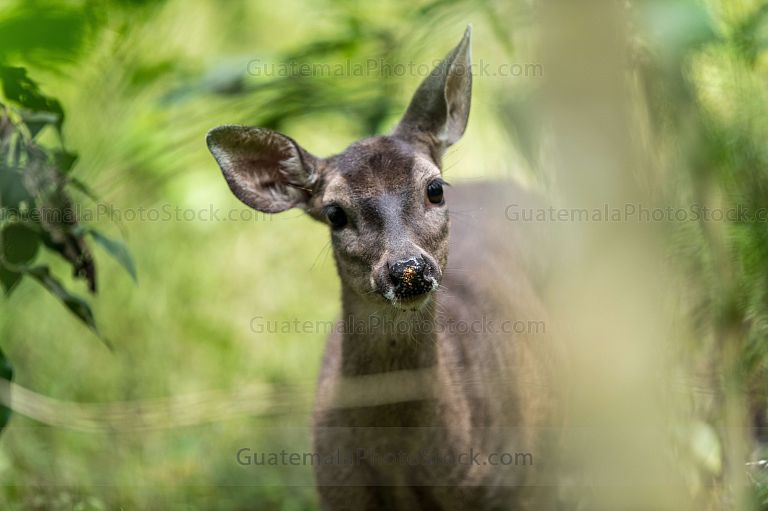 Venado Cola Blanca