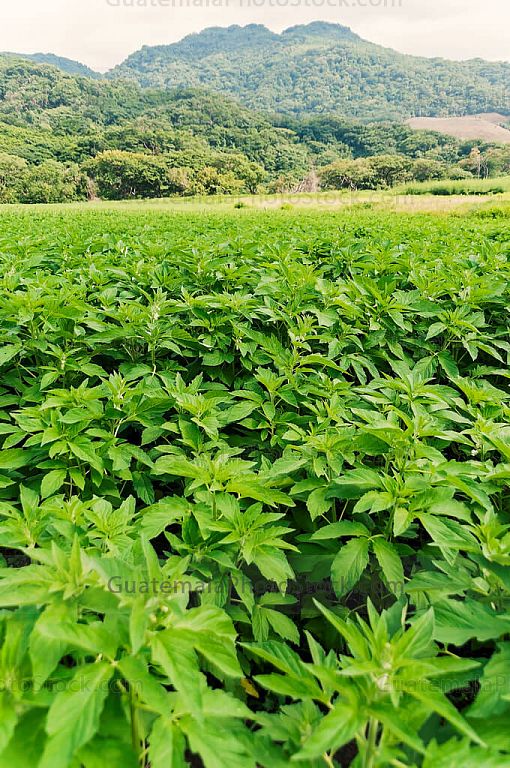 Plantas de Ajonjolí