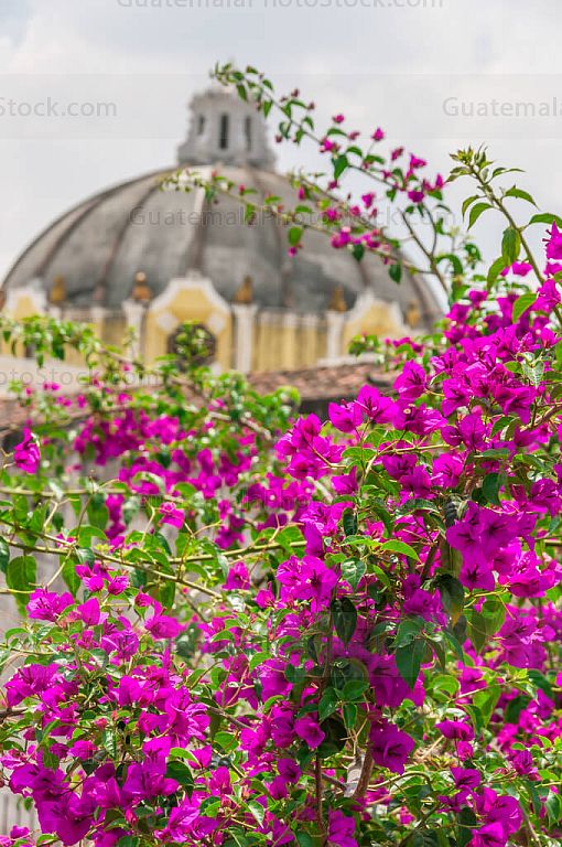 Bougainvillea en La Merced de Antigua