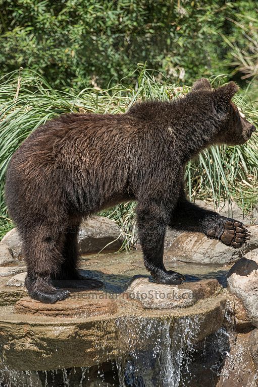 Oso pardo