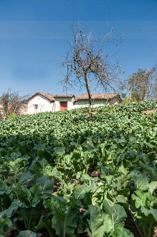 Campos agricolas en Quetzaltenango