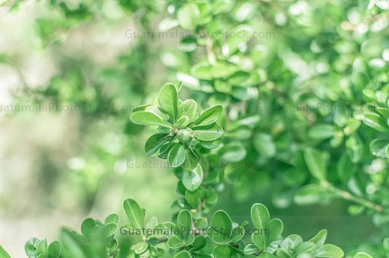 Plantas silvestres