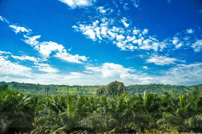 Plantación de palma