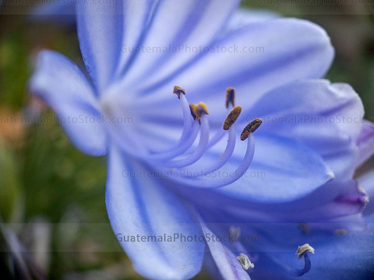 Flor