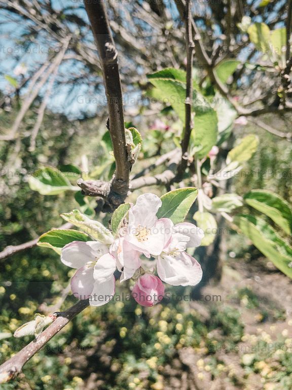 Flor de cerezo