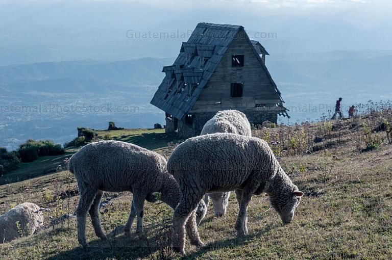 Ovejas pastando en el Mirador Juan Dieguez Olaverri