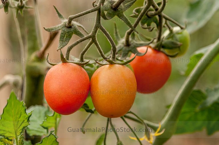 Tomate