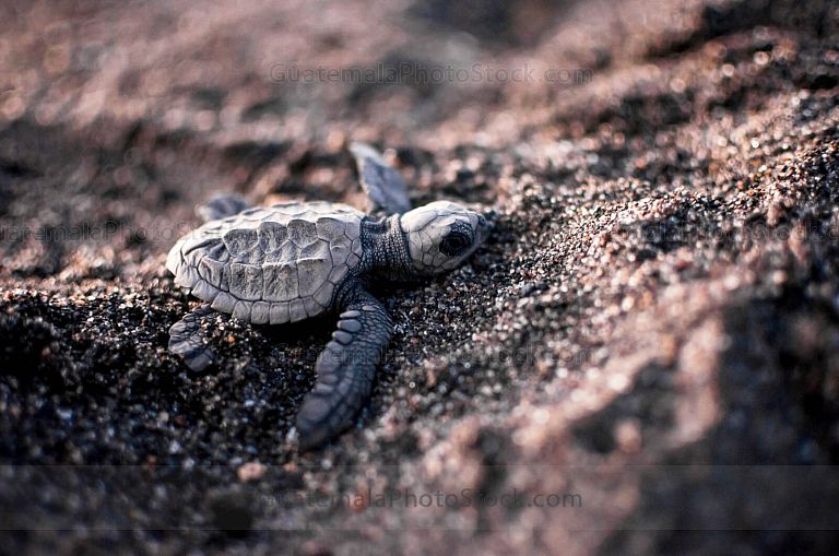 Tortuga Parlama