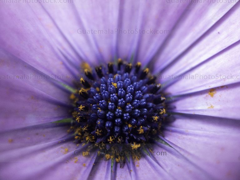 Macro