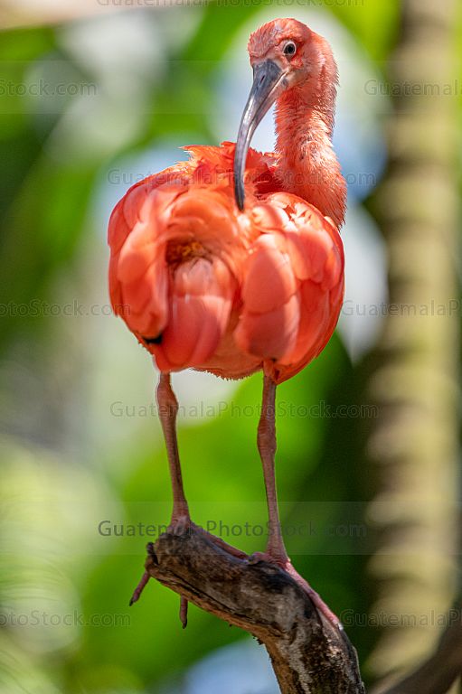 Ibis