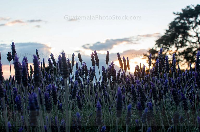 Campo de Lavanda, San Mateo Milpas Altas