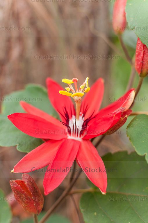 Flor de la pasión
