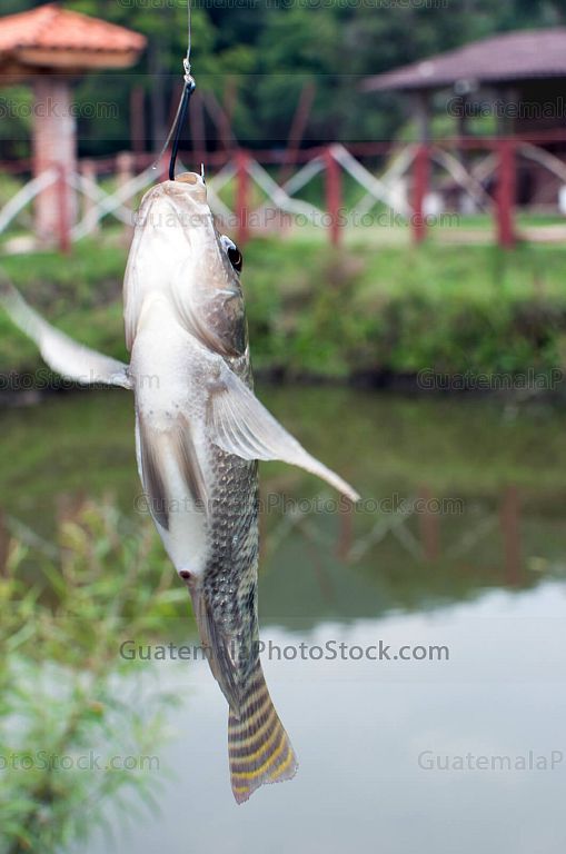 Pesca deportiva de truchas