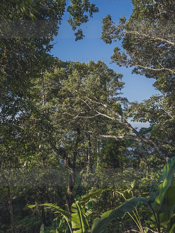 Denso bosque tropical