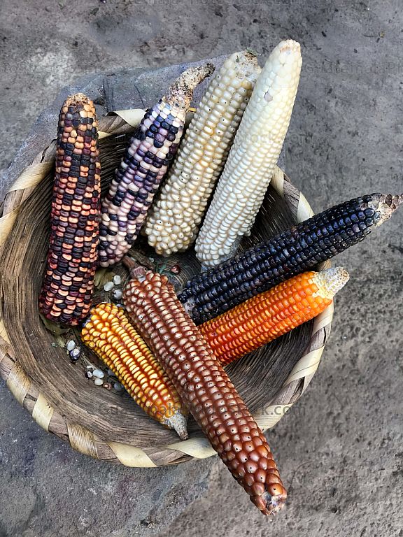 Maíz de colores