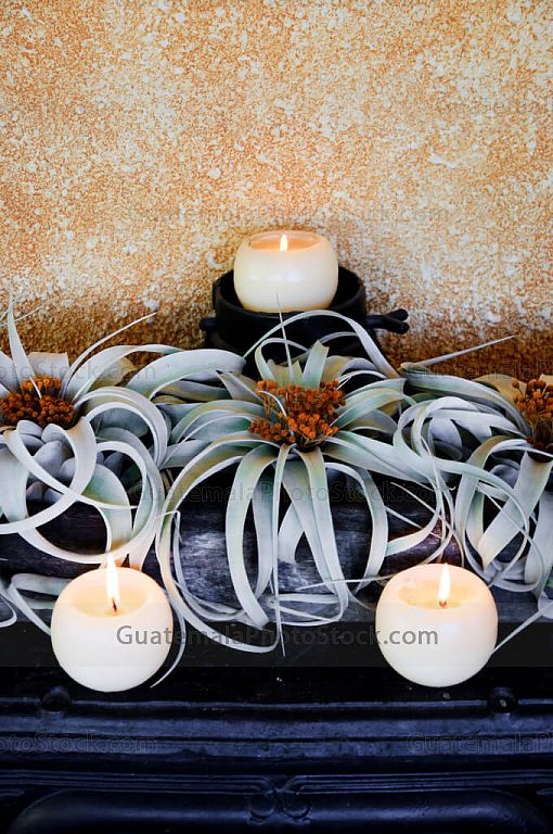 Plantas decorativas, Tillandsia Xerographica