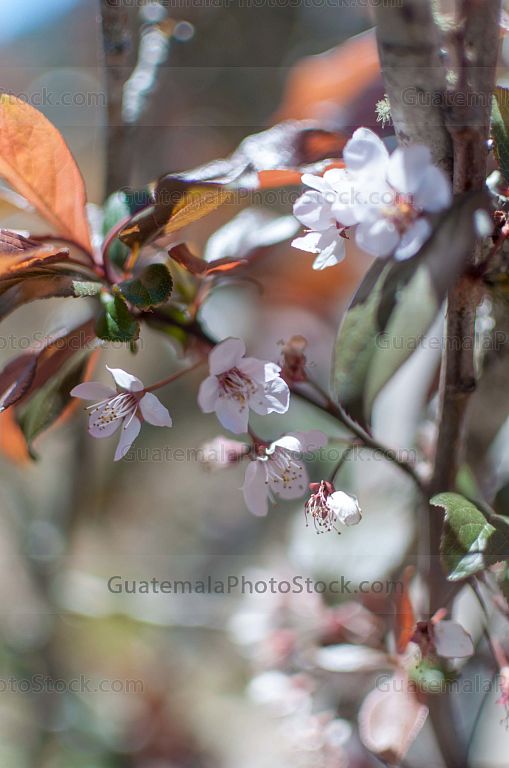 Flor de cerezo