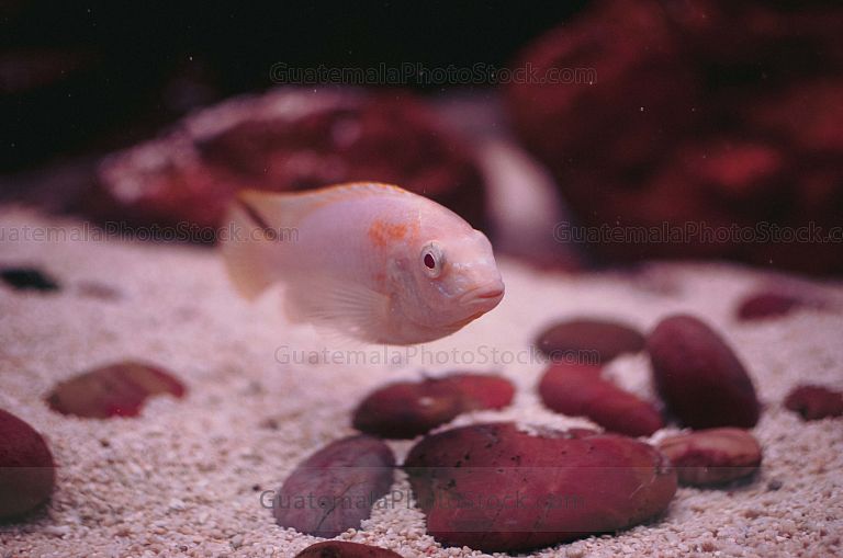 Acuario del zoológico