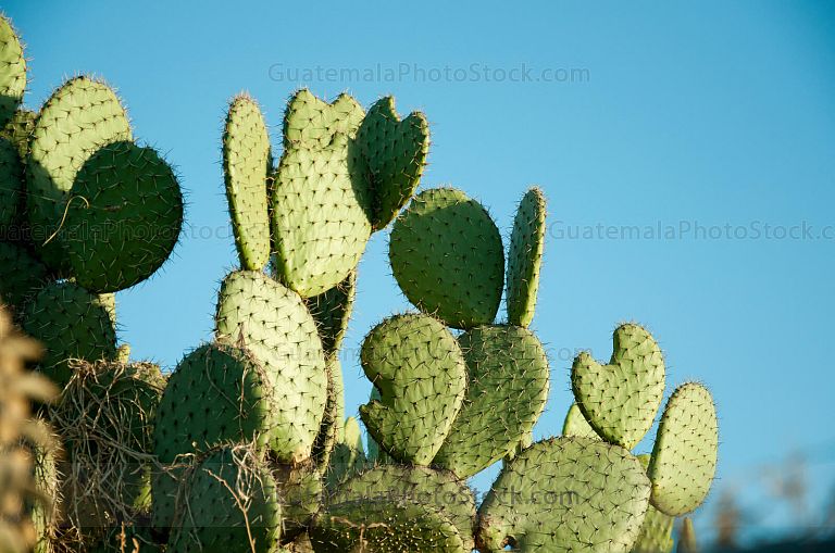 Nopal (Opontia) en el sitio arqueológico de Teotihuacan, MX