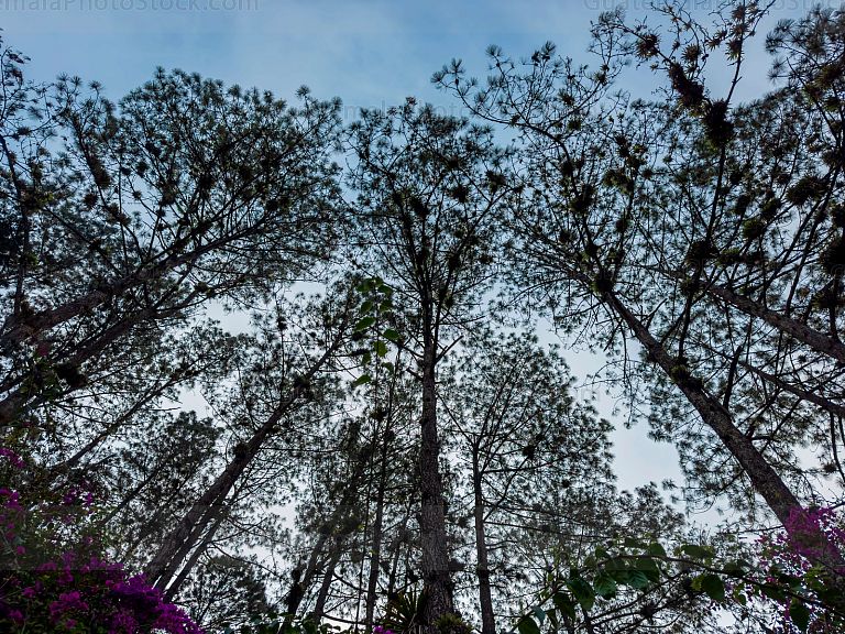 Arboles