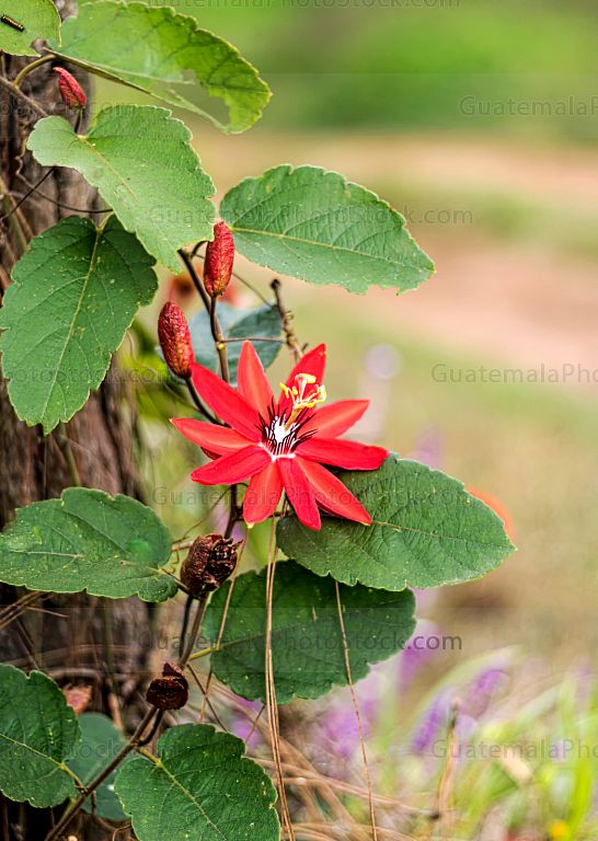 Passiflora Manicata