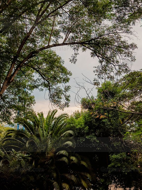 Jardinización en el Cerrito del carmén