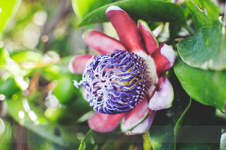 Flor de Maracuya