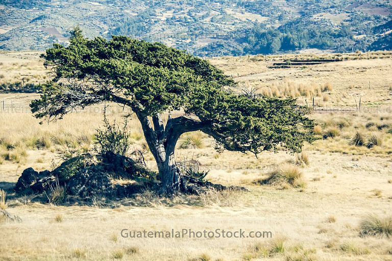 Huito en la Sierra de los Cuchumatanes