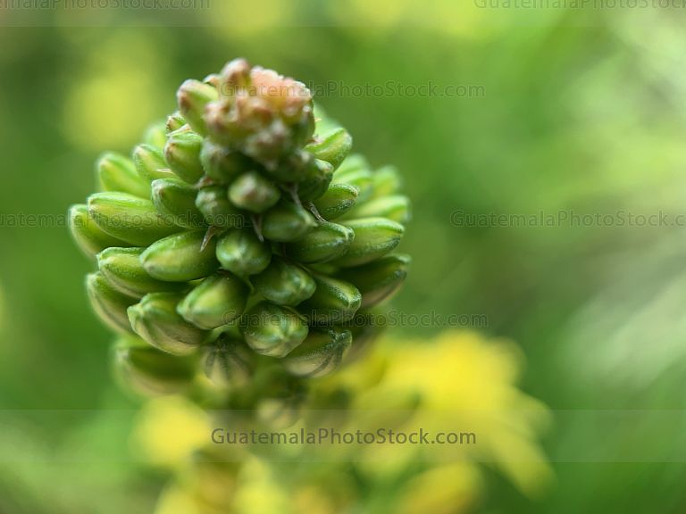 Detalles de flores
