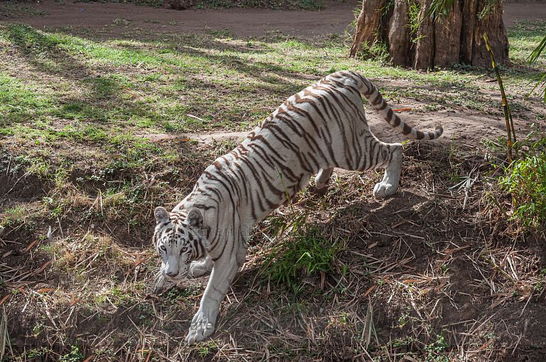 Tigre blanco