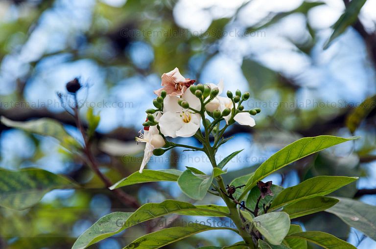 Flor de Esquisuchil