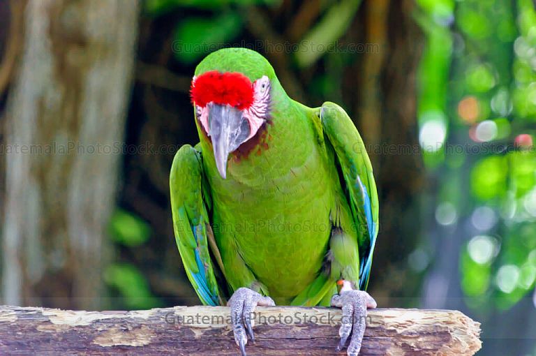 Loro frente roja