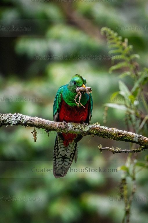 Hermbra de quetzal con rana